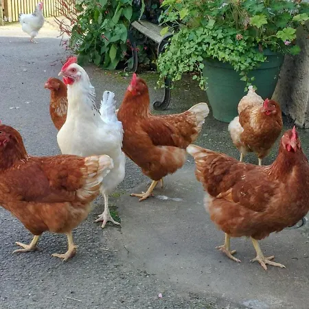 Brook House 1 - Uk1415 Bassenthwaite