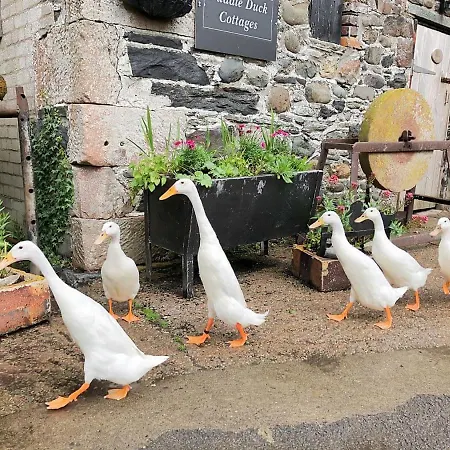 Holiday home Brook House 1 - Uk1415 *